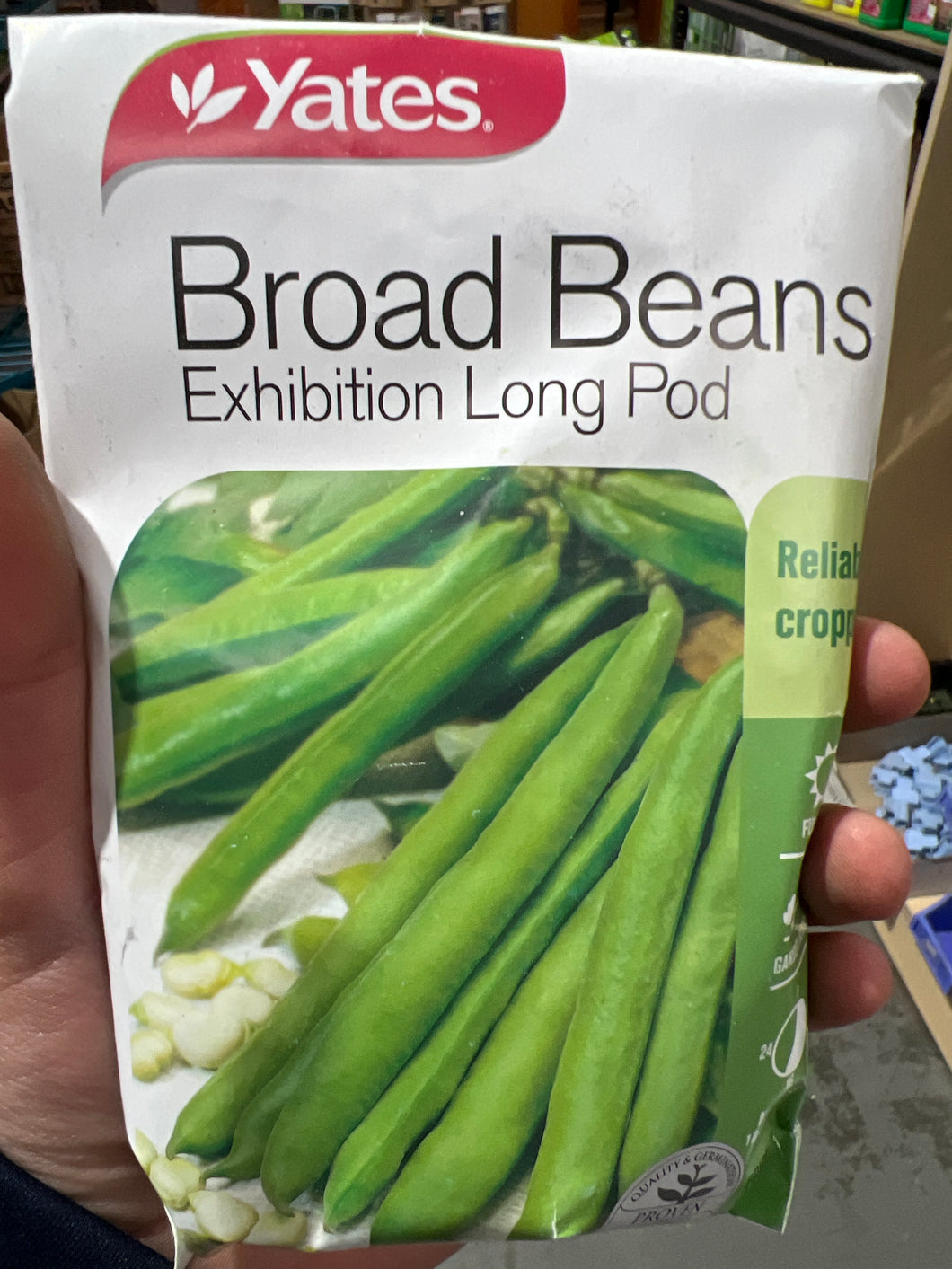 Broad Beans