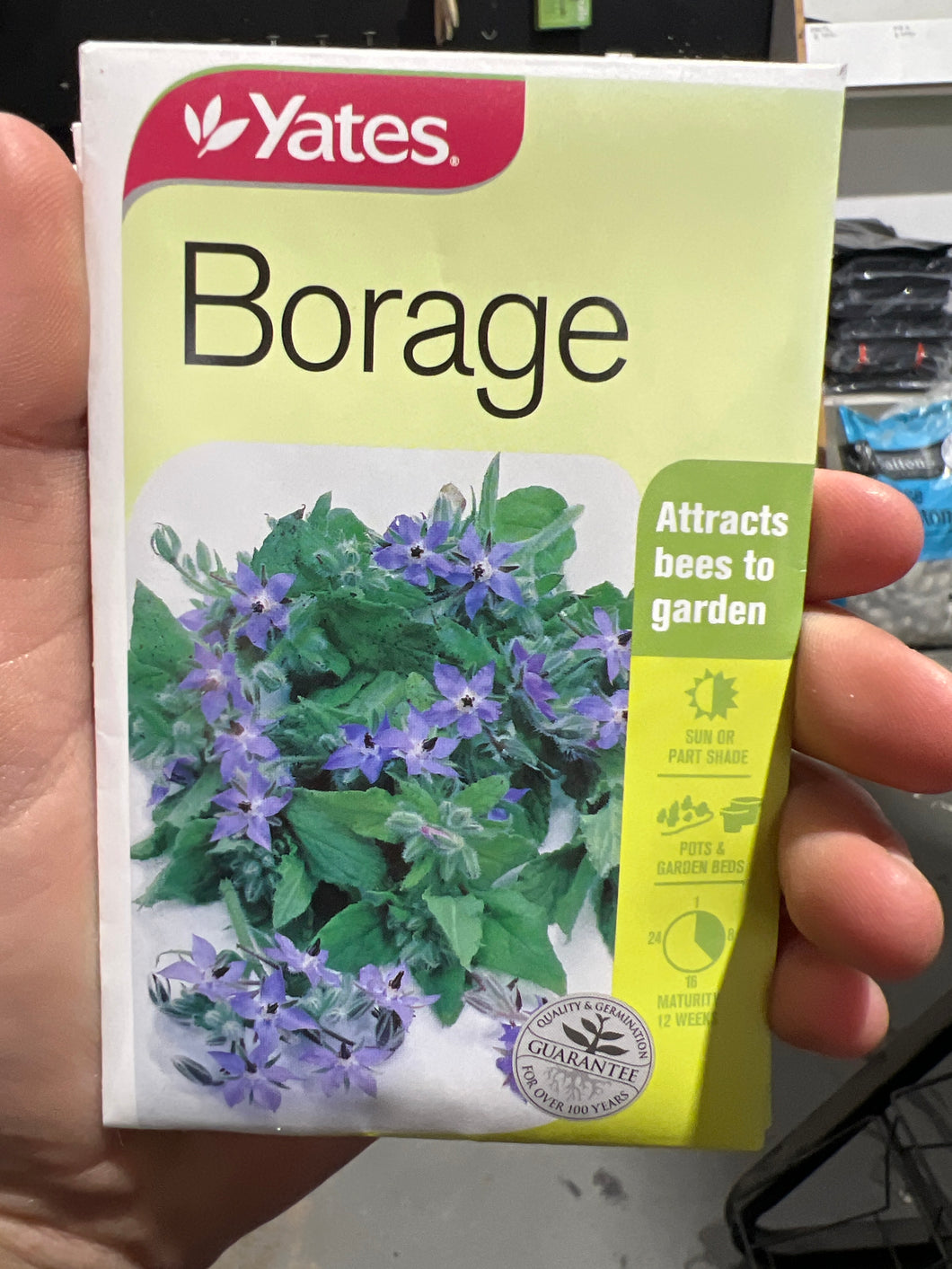 Borage