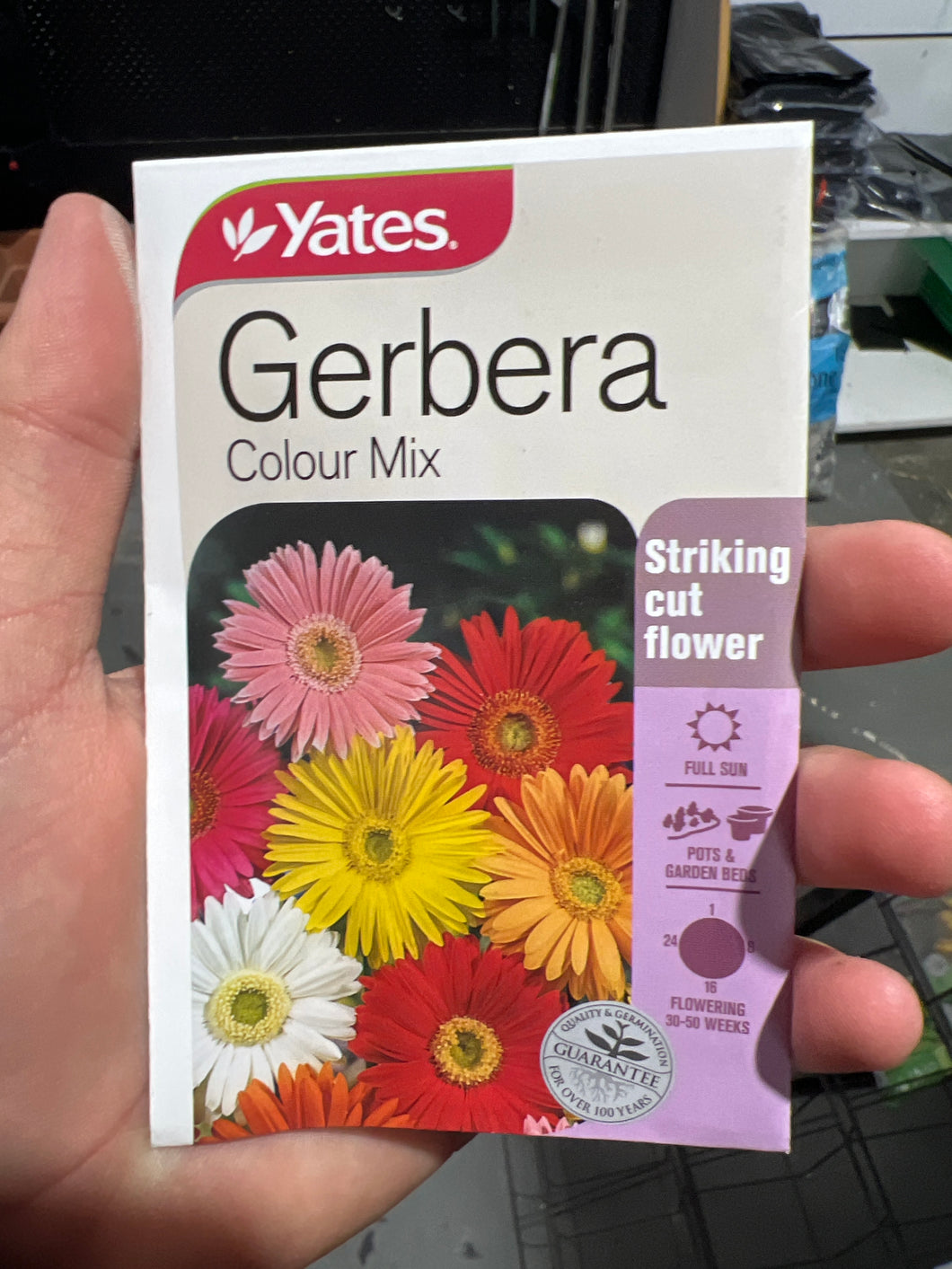 Gerbera