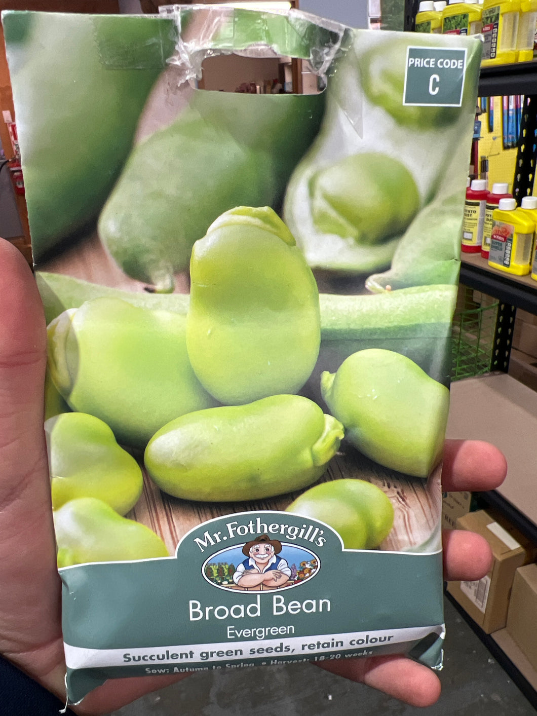 Broad Bean