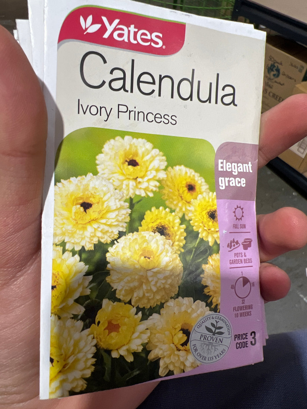 Calendula