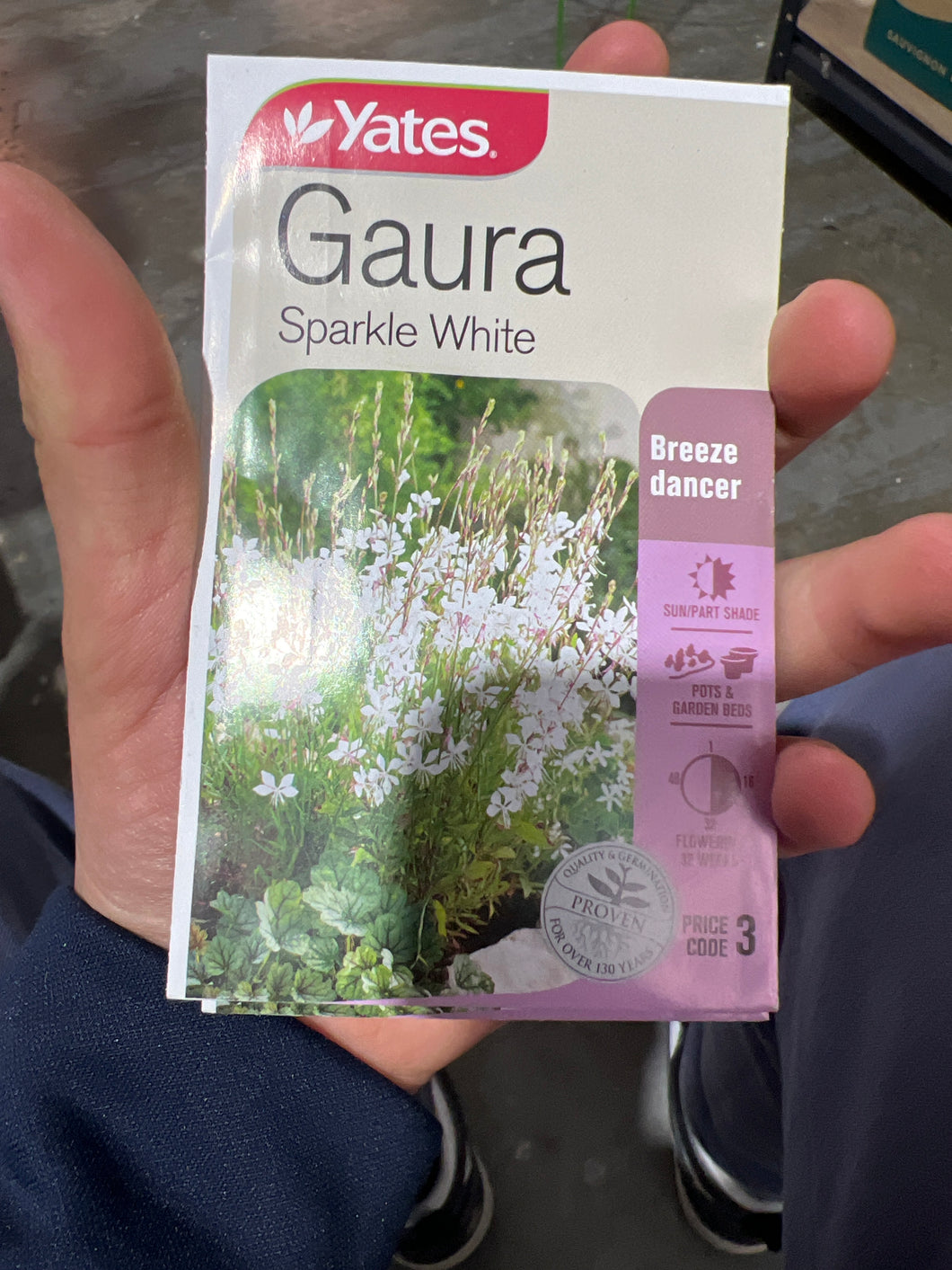 Gaura