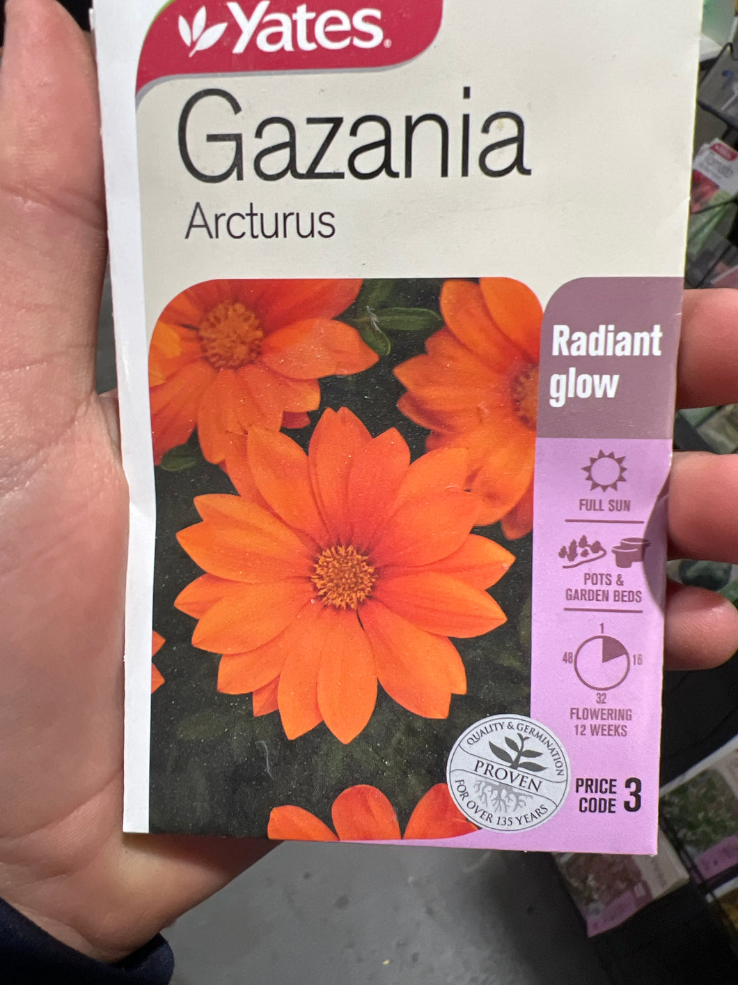 Gazania