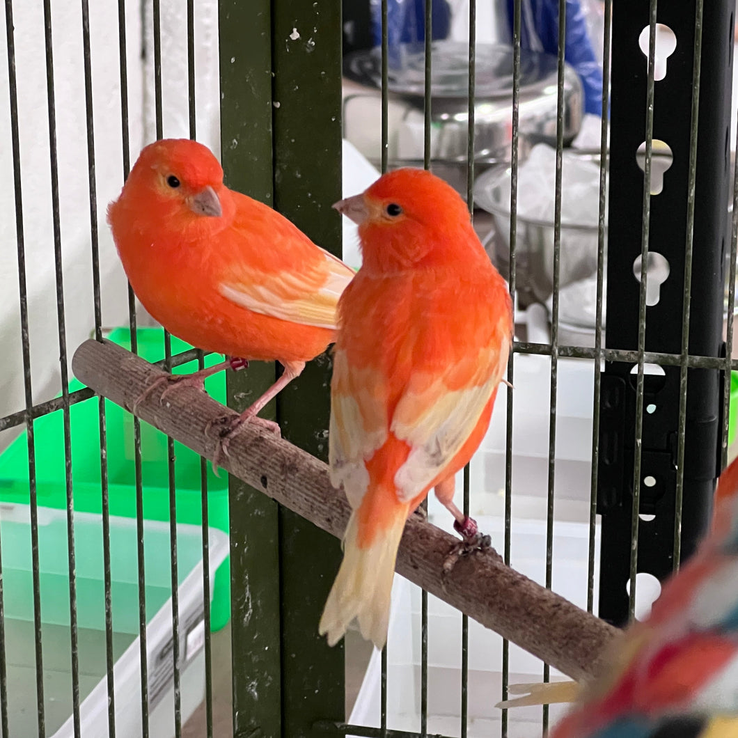 Red Factor Canary