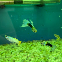 Load image into Gallery viewer, Tropical Fish - Guppy Mixed
