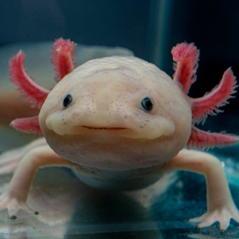 Axolotl Food